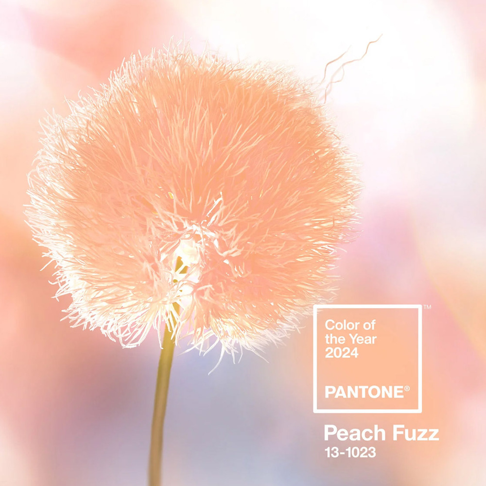 Pantone Color of the year 2024 Peach Fuzz